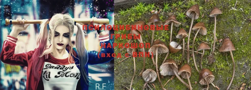 Псилоцибиновые грибы Psilocybe  Лениногорск 